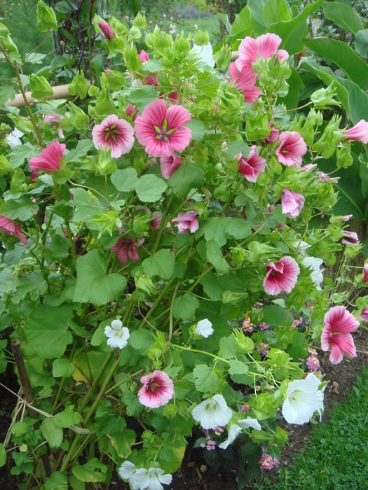 Malope trifida melange